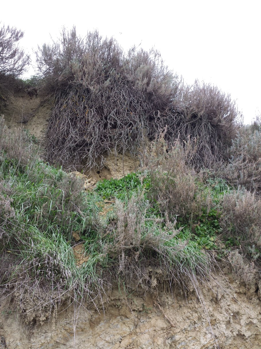 Krascheninnikovia ceratoides