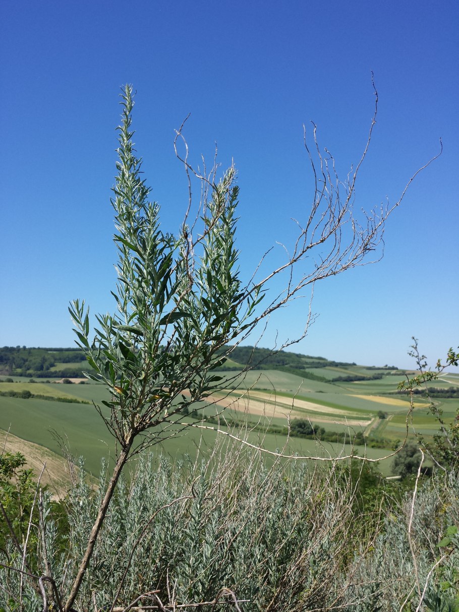 Krascheninnikovia ceratoides (l.) Gueldenst.