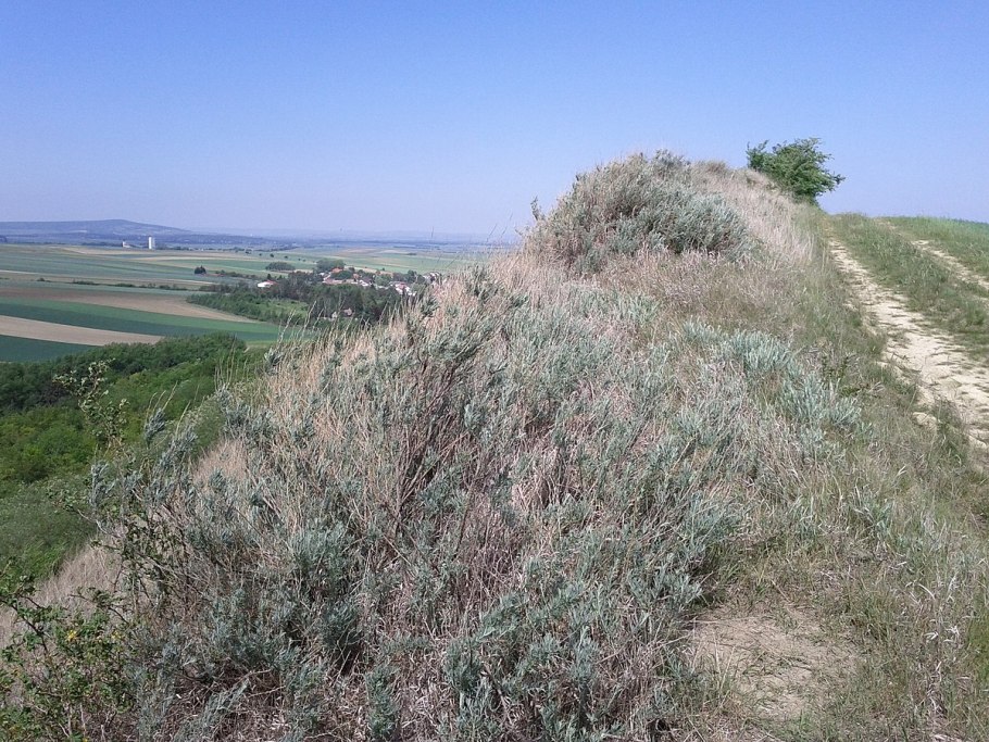 Krascheninnikovia lenensis