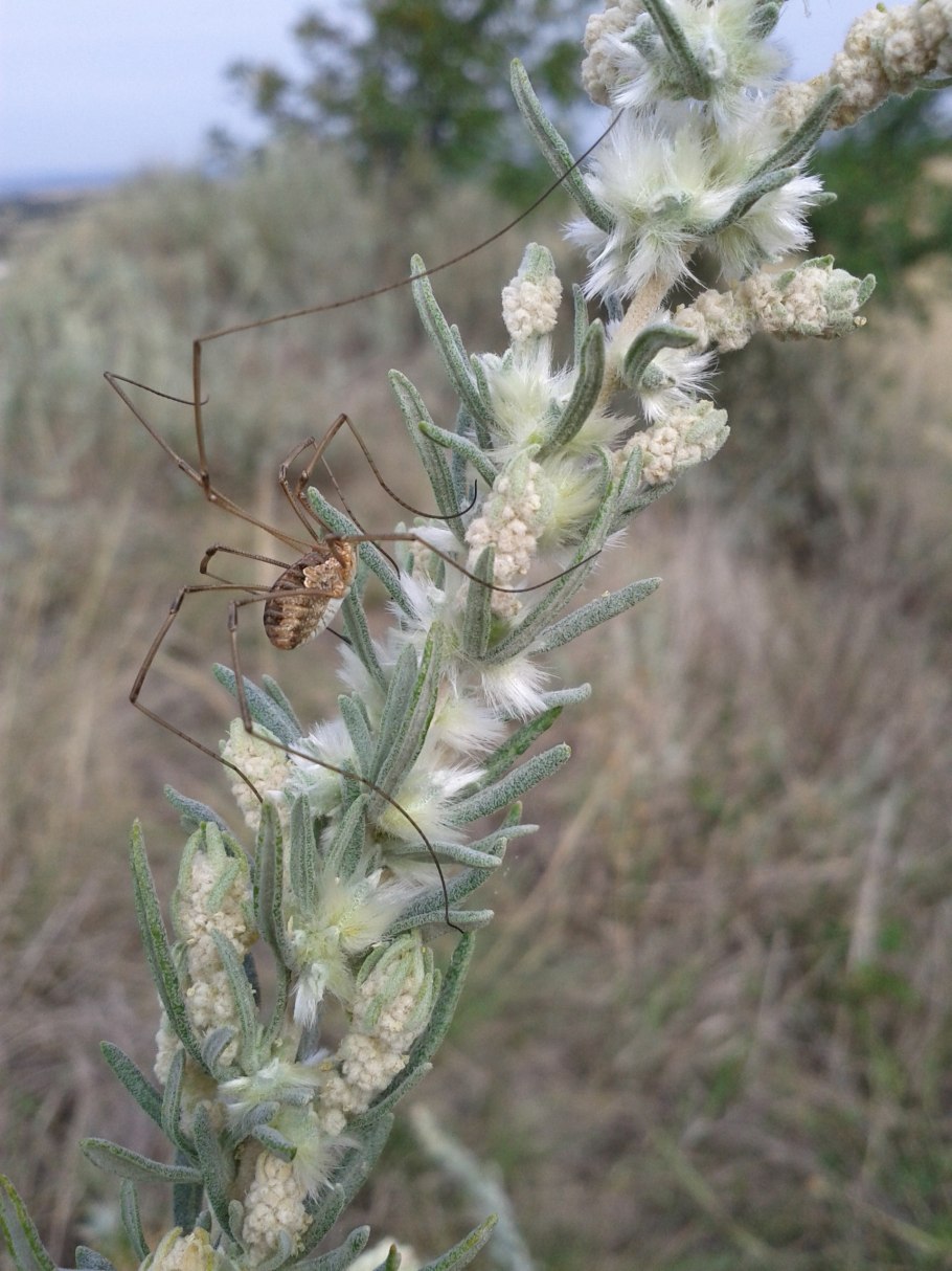 Черная Полынь