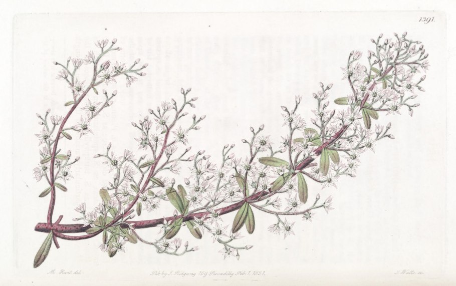 Вереск ботаническая иллюстрация