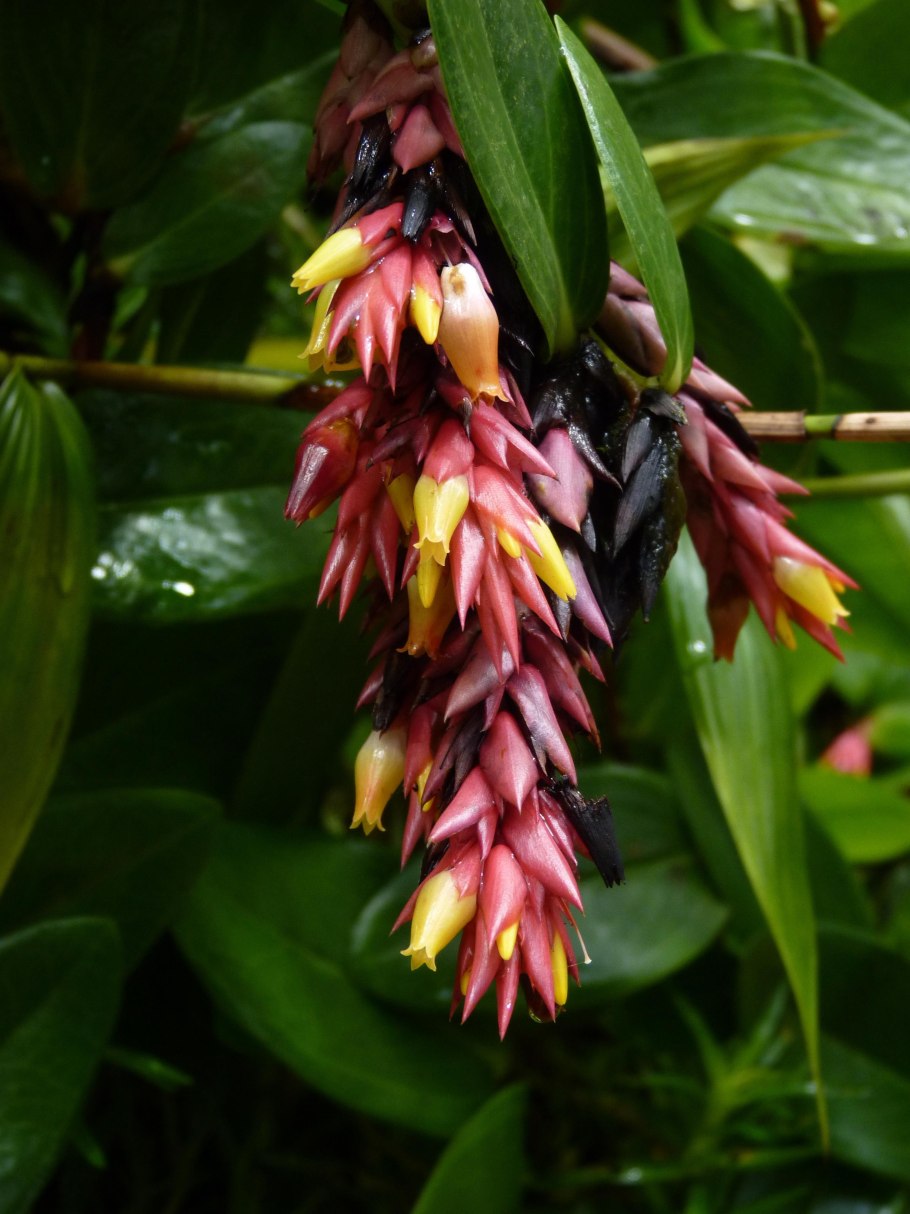 Дицентра Candy Hearts