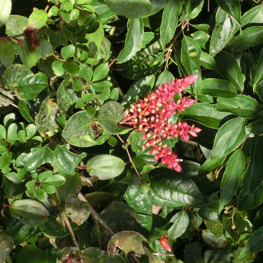 Кавендиш цветок