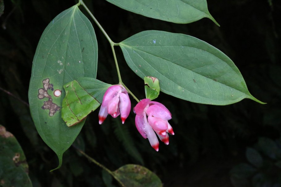 Кавендишия крупноцветковая