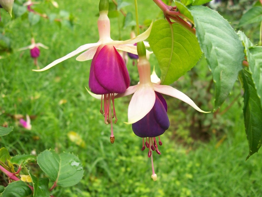 Стронгилодон Нефритовая лоза