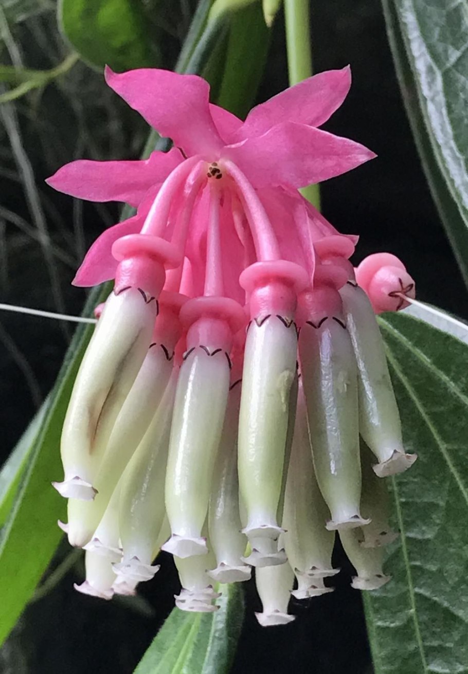 Аризема Лилия Кобра