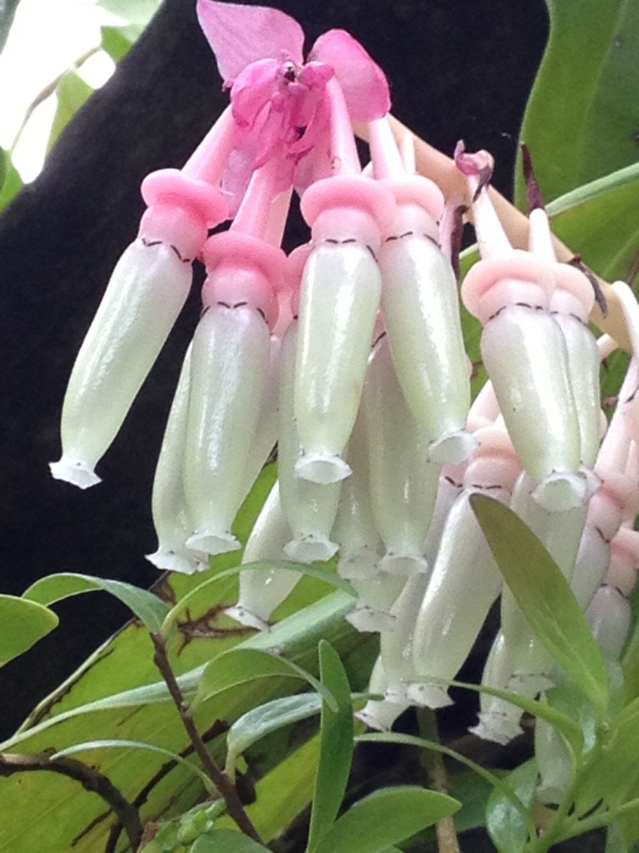 Такка цветок