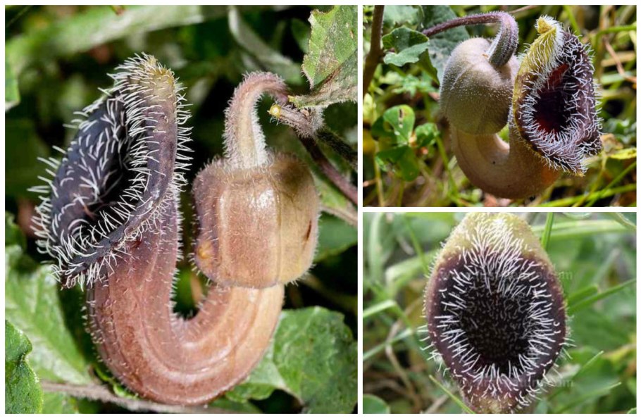 Хойя и фуксия