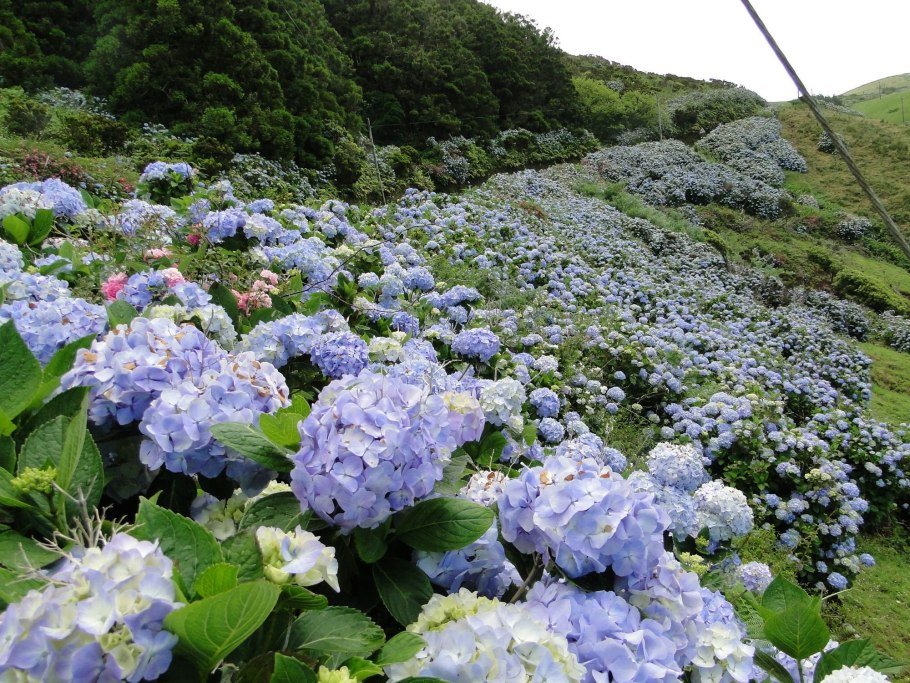Parkia biglobosa Mimosaceae