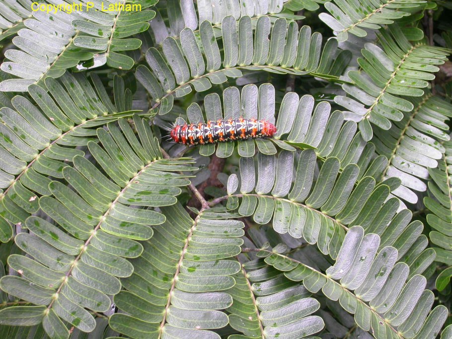 Аристолохия Критская