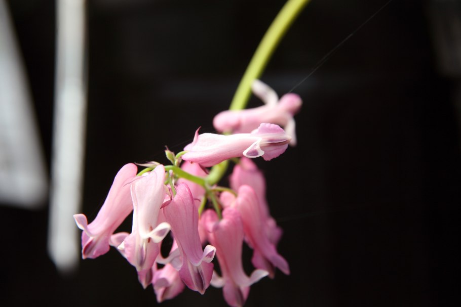 Кустарник цветы арбузики