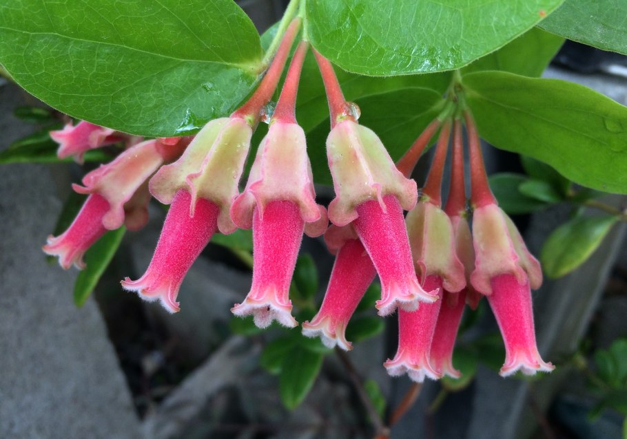 Tynanthus panurensis Лиана