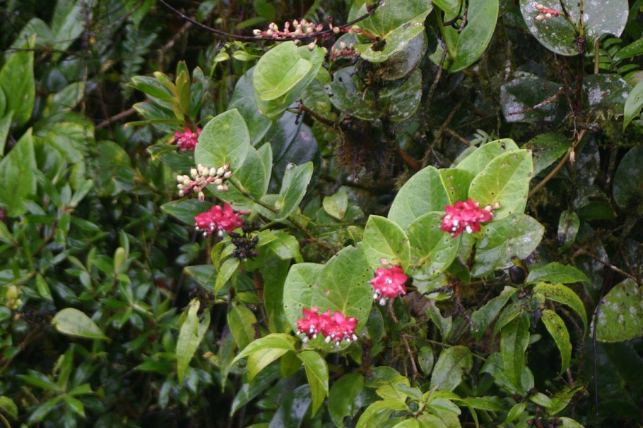 Интазухус сильвикола