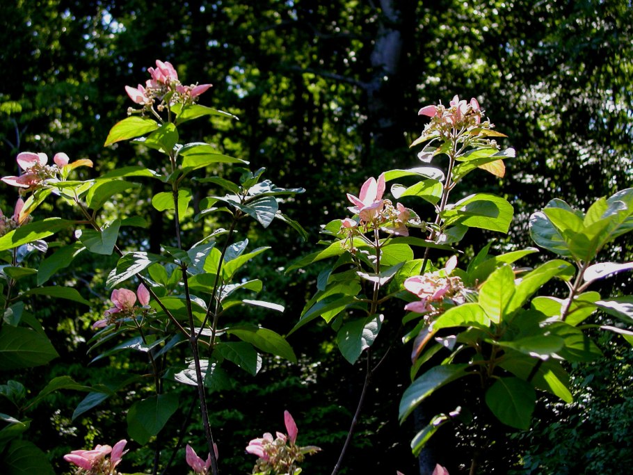 Родригезия красивая