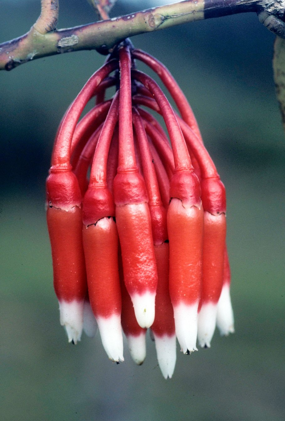 Пассифлора Фоэтида