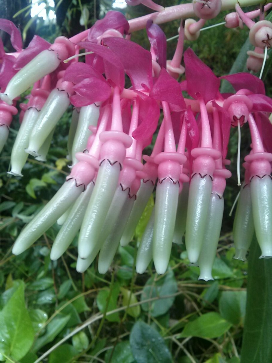 Кавендишия grandifolia