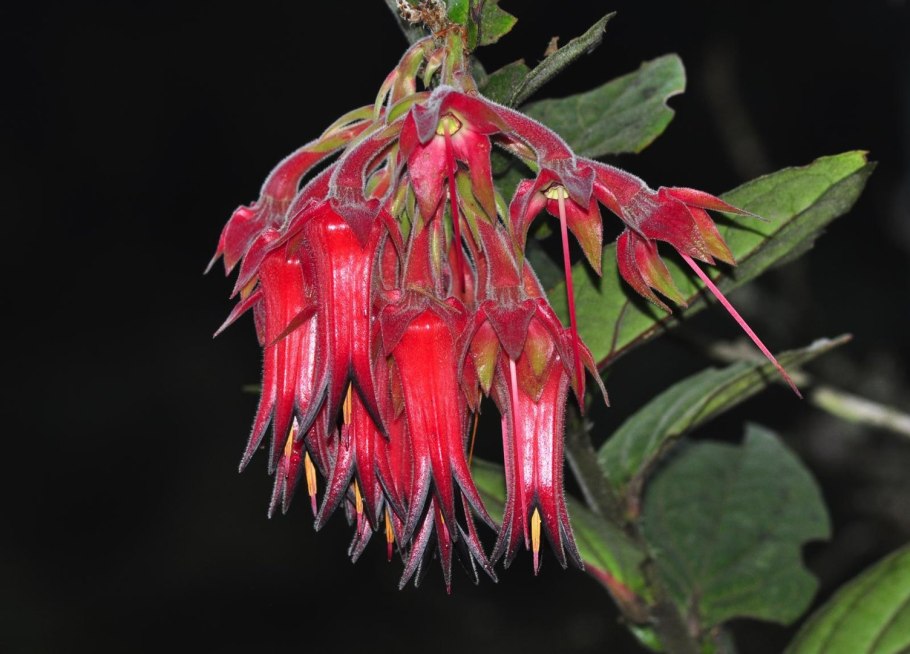 Cavendishia bracteata