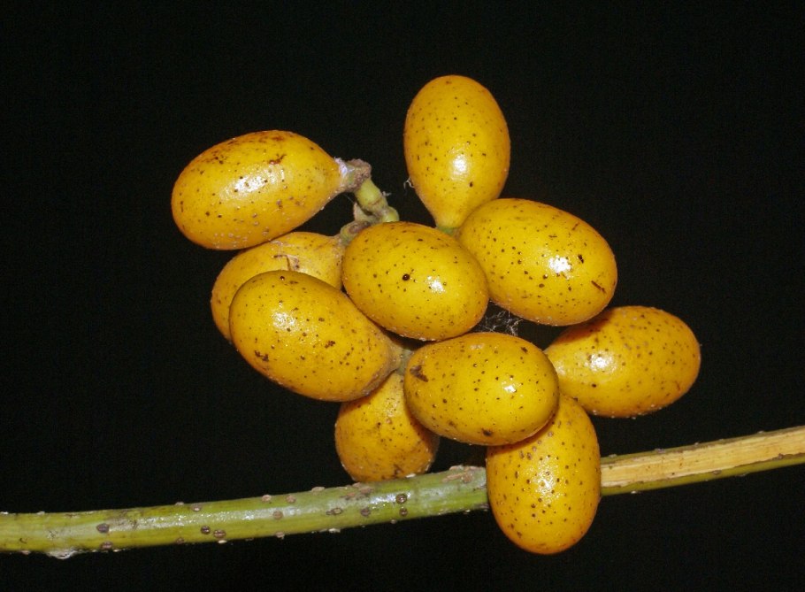 Эунумус растение