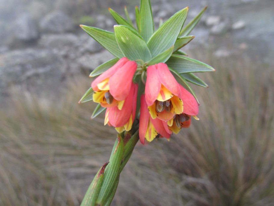 Рябчик императорский фритиллярия рубра