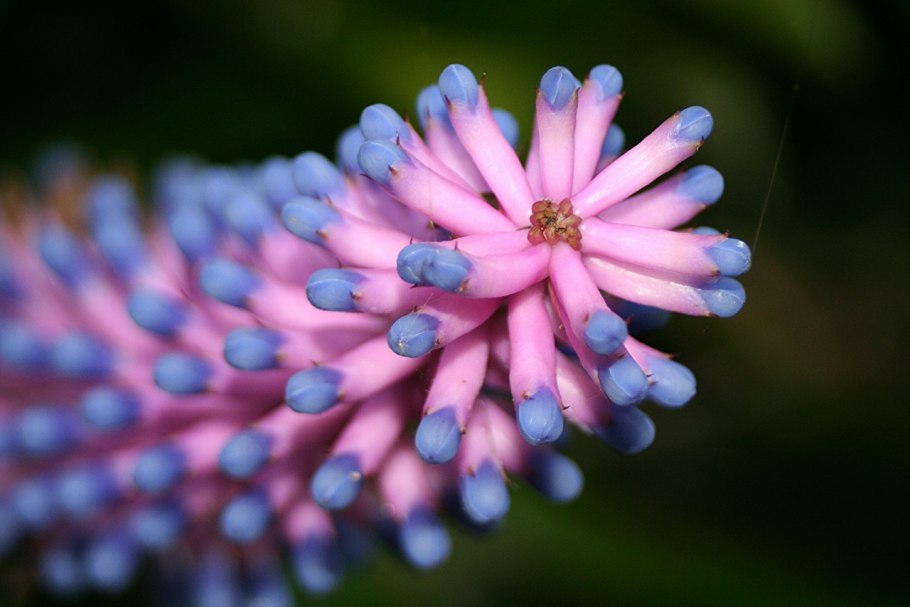 Посконник семена