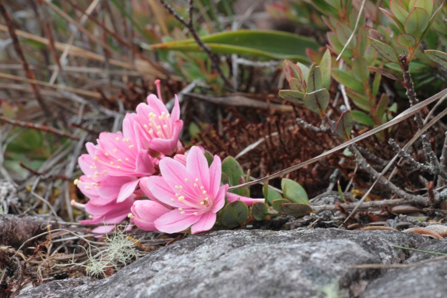 Агапетес растение рисунок