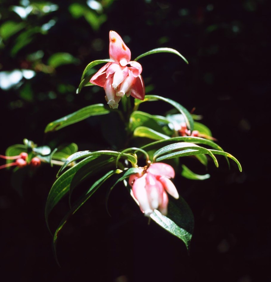 Дабеция кантабрийская