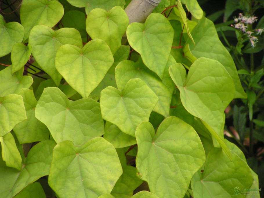 Луносемянник Даурский Лиана