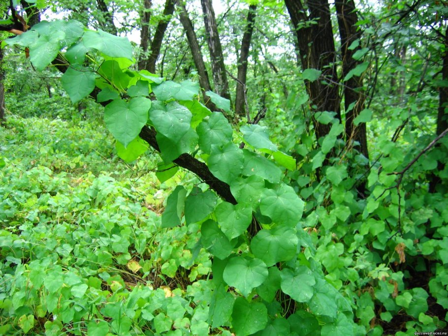 Луносемянник Даурский Лиана