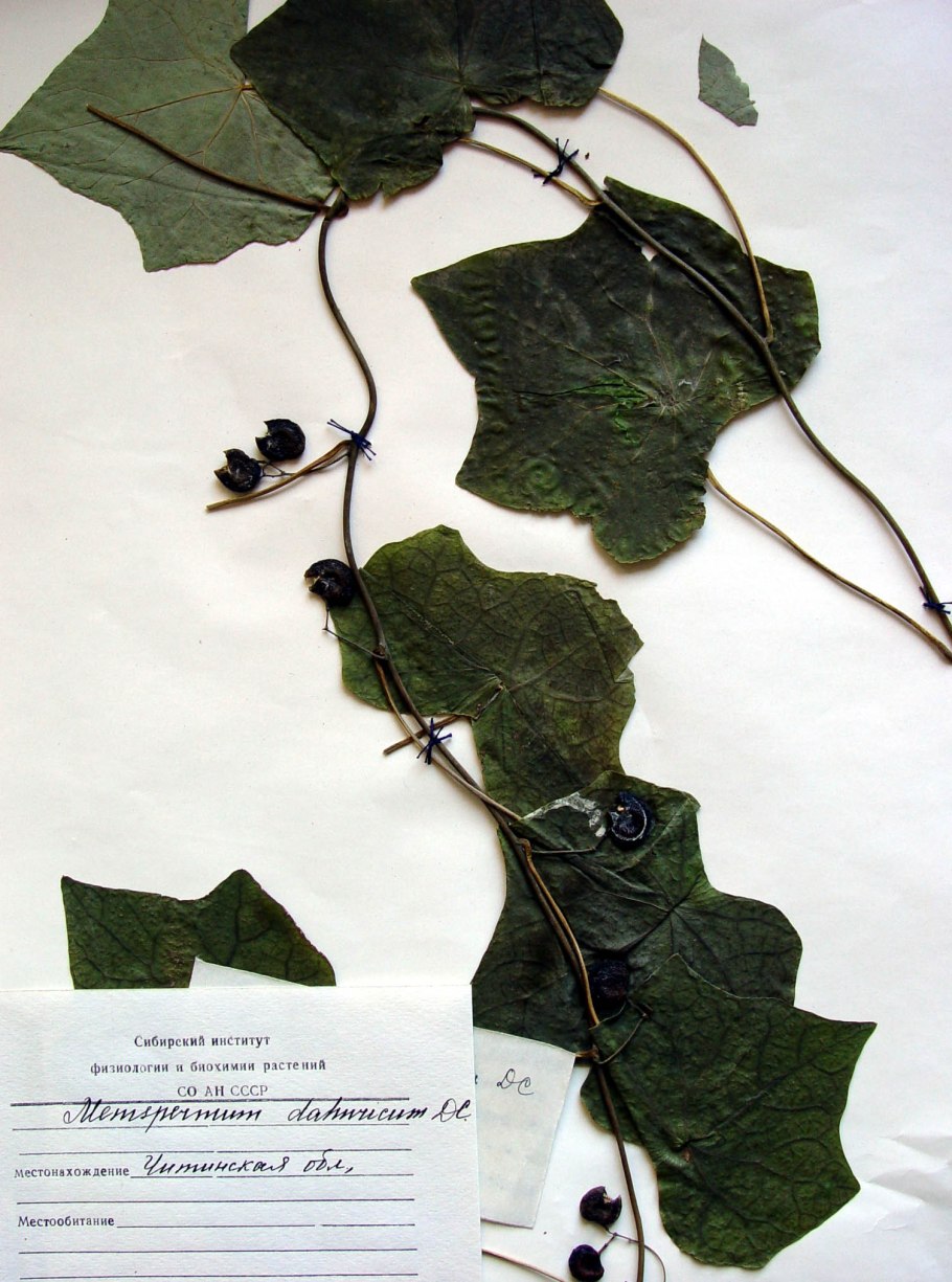 Плющ Северный