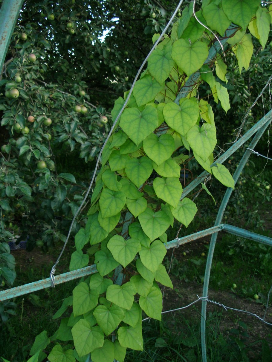 Луносемянник Даурский цветение