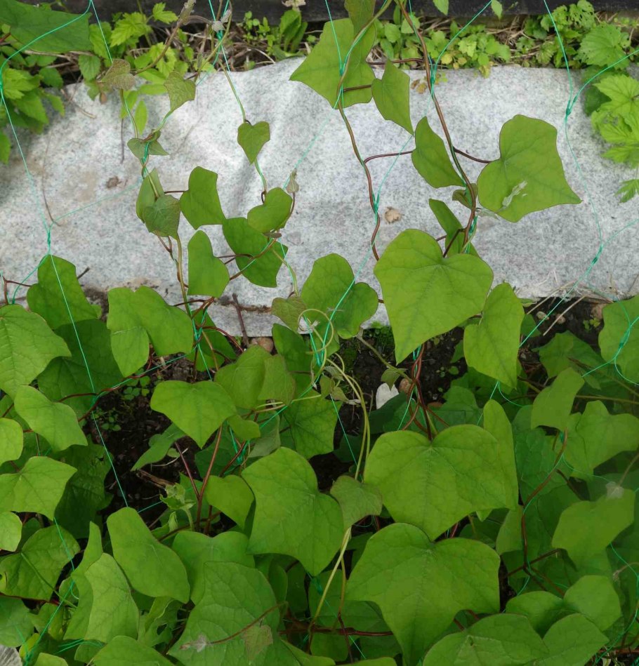 Растительные сообщества Забайкальского края