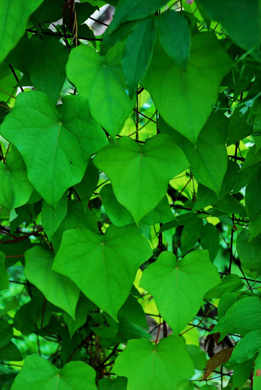 Коккулюс растение