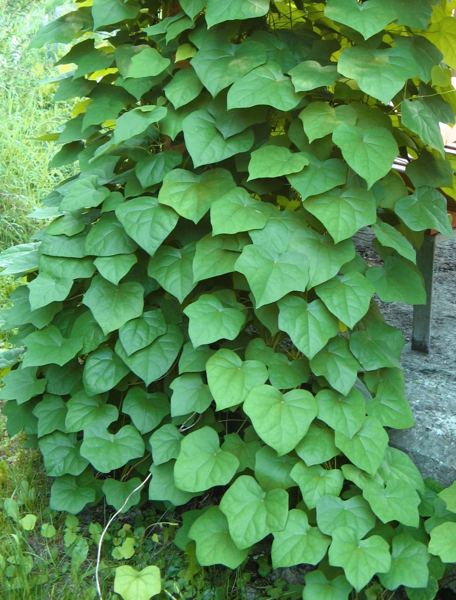 Луносемянник Даурский Амурский плющ