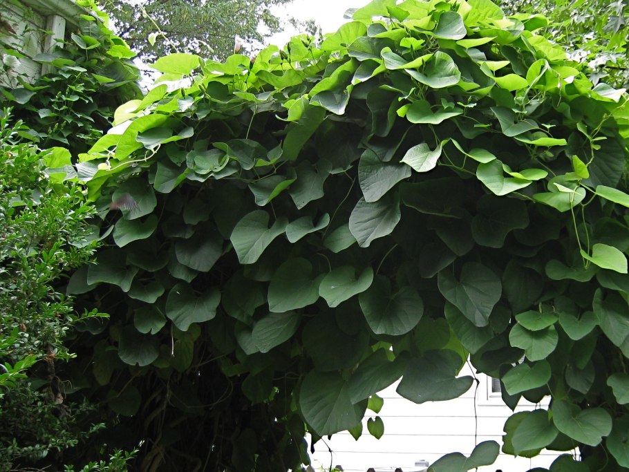 Боярышник Даурский