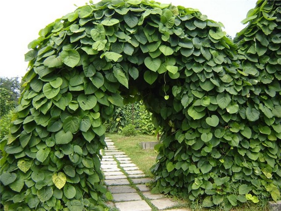 Лиана кирказон маньчжурский