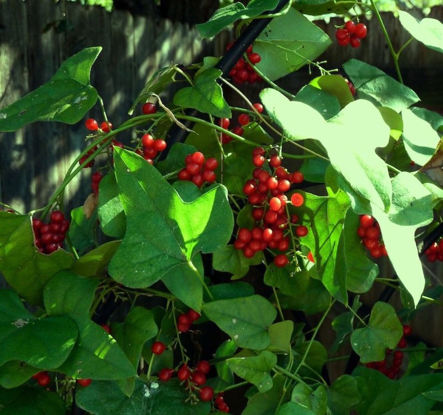 Луносемянник Колумба лекарственное растение