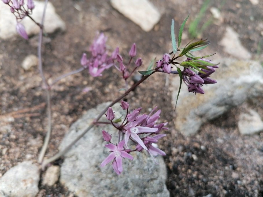 Луносемянник Даурский (Menispermum dauricum DC)