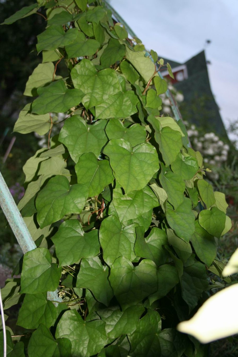 Луносемянник Даурский (Menispermum dauricum DC)