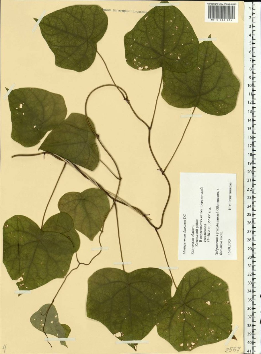 Луносемянник гербарий