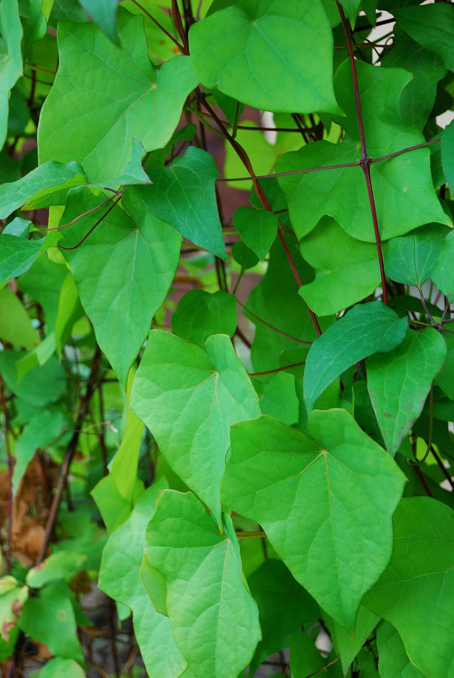 Луносемянник Даурский химический состав