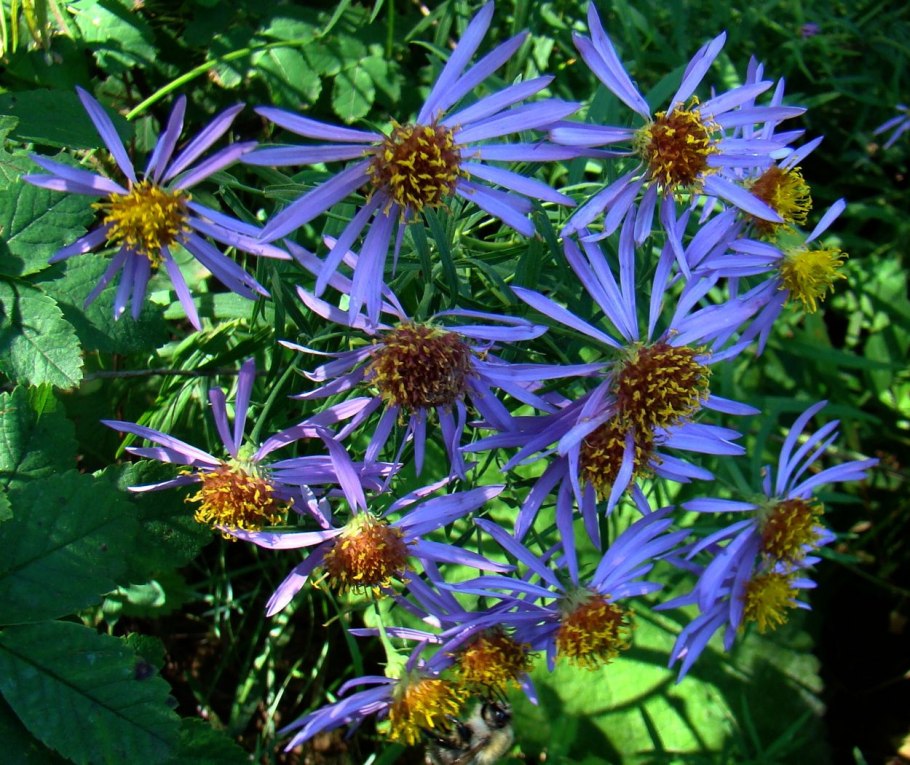 Астра сентябринка многолетняя