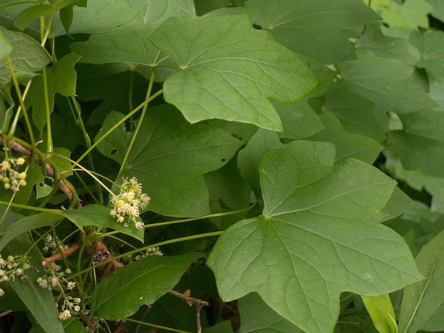 Луносемянник Лиана