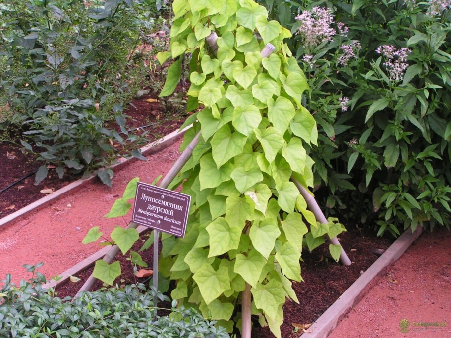 Луносемянник канадский