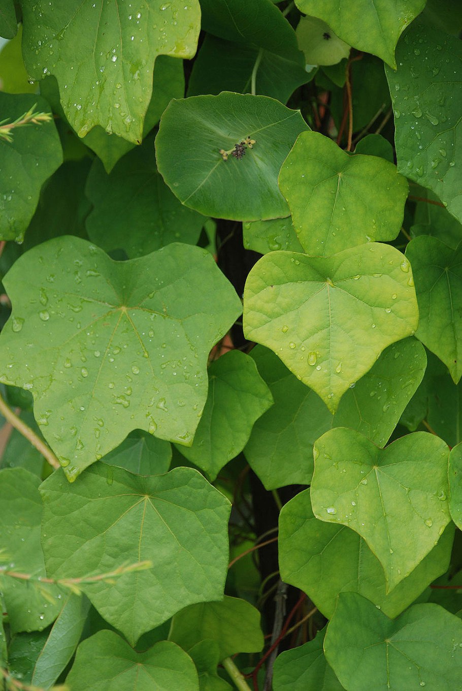 Луносемянник Даурский Лиана