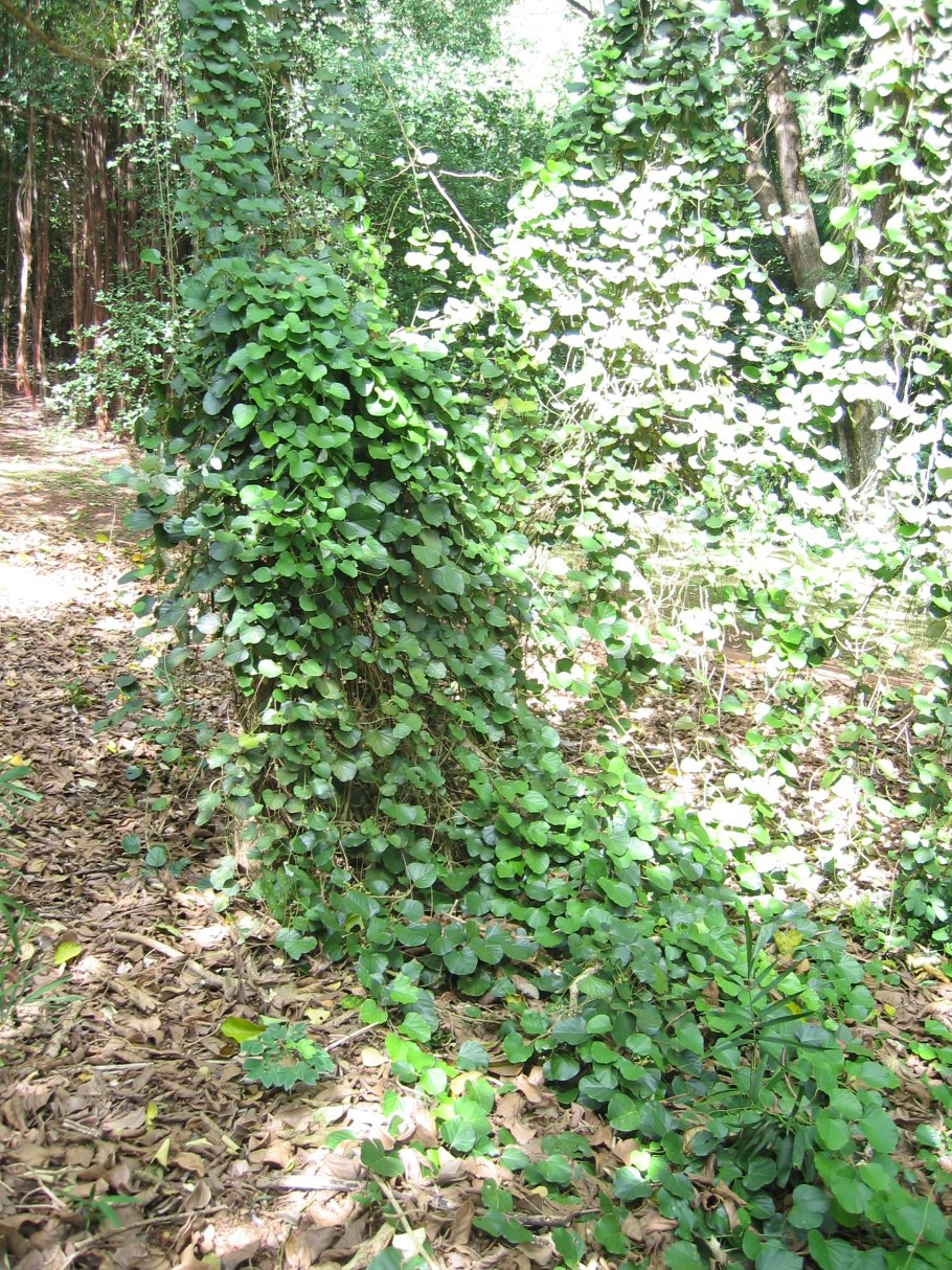 Chondrodendron tomentosum