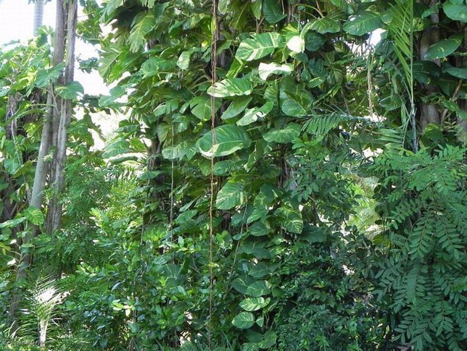Epipremnum aureum