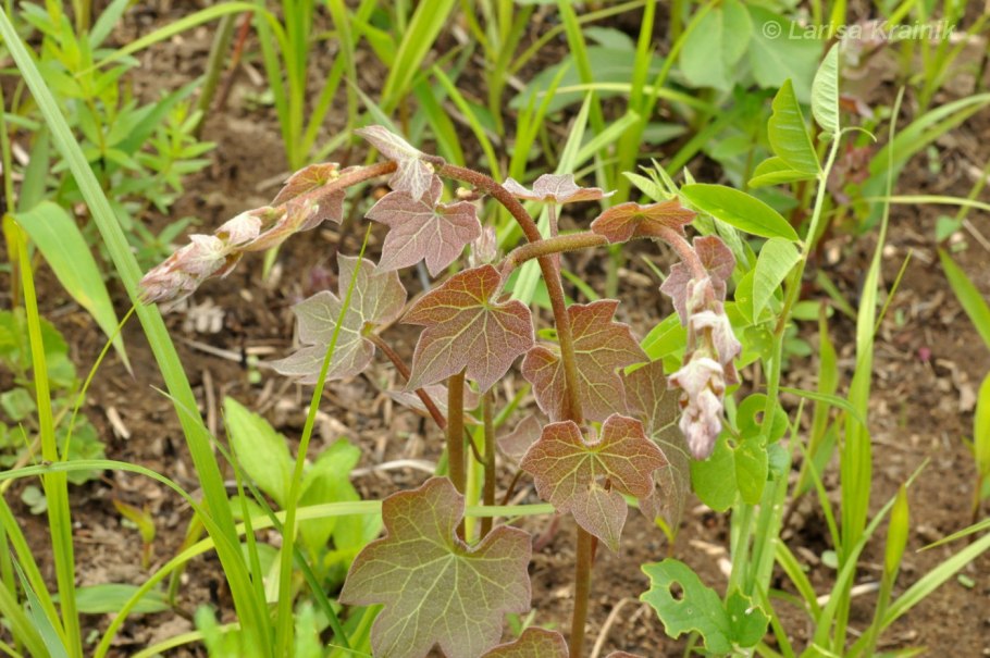 Луносемянник Даурский цветение