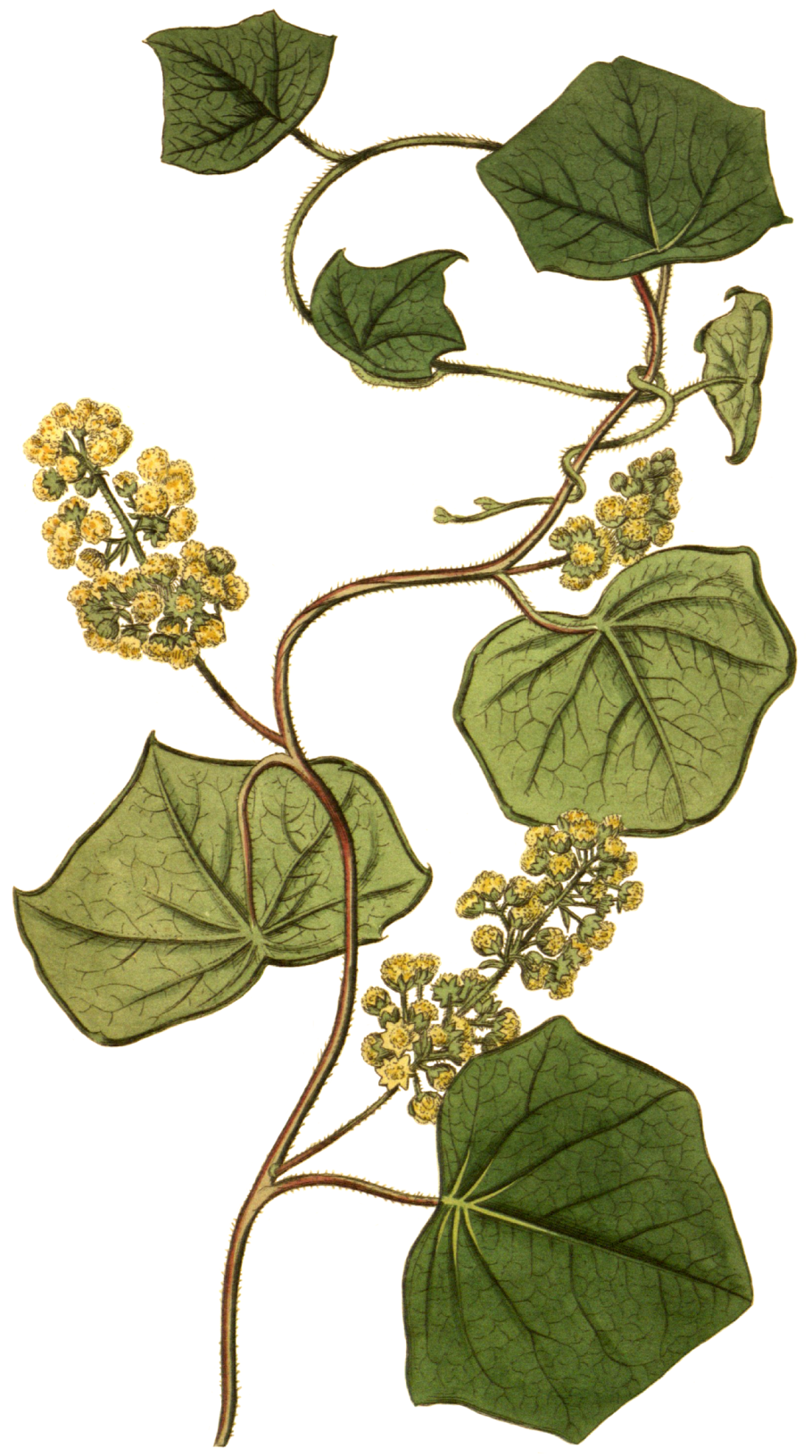 Аристолохия кирказон