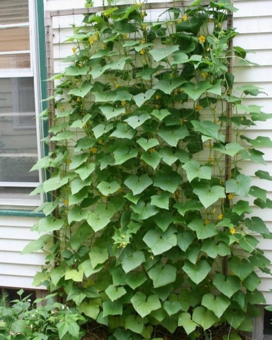 Куст огурцов