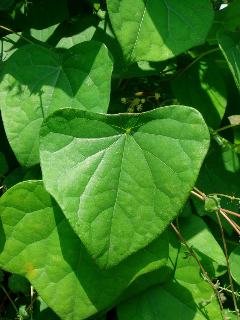 Плющ Даурский